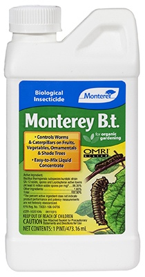 PT Monterey BT