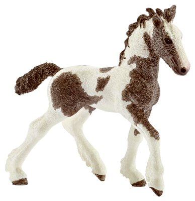 BRN/WHT Tinker Foal