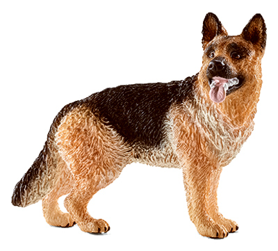 Female German Shepherd