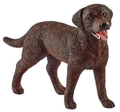 Fem Labrador Retriever